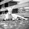 

Sebastian, Resident of Farm Sanctuary