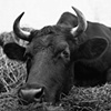 

Bullwinkle, Resident of Star
Gazing Farm, 2009