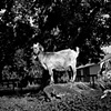 
Faith's Mom, Resident of Kindred Spirits Farm Animal Sanctuary, 2009 