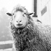 

Huckleberry, Resident of Star
Gazing Farm, 2009