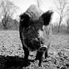 
Herman, Resident of SASHA Farm, 2010