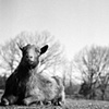 Harley, Resident of SASHA Farm, 2010