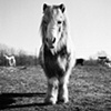 

Rainy, Resident of SASHA Farm, 2010