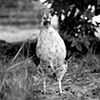 

Roscoe, Resident of Kindred Spirits
Farm Animal Sanctuary, 2009