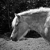 Monkey, Resident of Grateful Acres 
Farm Animal Sanctuary, 2009