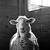 

Mata Hari, Resident of SASHA farm, 2010