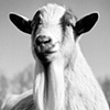 

Goatis, Resident of SASHA Farm, 2010