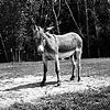 

Levi, Resident of Grateful Acres 
Farm Animal Sanctuary, 2009