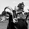 

Doc, Resident of Grateful Acres Farm
Animal Sanctuary, 2009