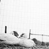 Mickey and Jo, Residents of Woodstock Farm Animal Sanctuary, 2010