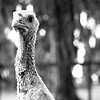 

Mrs.Lovett, Resident of Kindred 
Spirits Animal Sanctuary, 2009