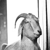 
Little Boy, Resident of Star Gazing Farm, 2009