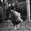 

Roberta, Resident of United Poultry Concerns, 2010