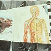 How To Topple A Dictator: Nervous System