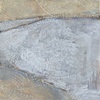 Shell Study IV