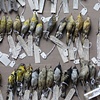 Specimen Tray