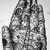 How to Read the Lines of the Hand