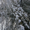 Snowtree