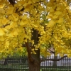 Madrid Autumn