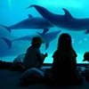 Nagoya Aquarium, October 2010