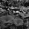 Jardim Botanico, Rio de Janeiro