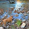 Eno River