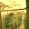 Andrea's Backyard