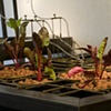 Swiss Chard