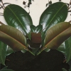 King Ficus elastica (detail)