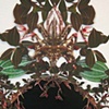 The Houseplant