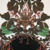 Queen Ludisia discolor (detail)