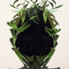 Prince Rhoeo spathacea