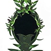 King Rhoeo spathacea