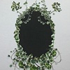 Princess Hedera helix