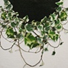 Princess Hedera helix  (detail)