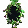 Queen Calathea Makoyana