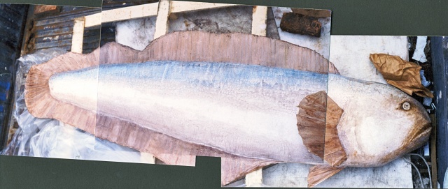 Large Fish