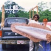 Fish with Continuous Fin