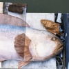 Large Fish
