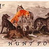 Hunt Fox