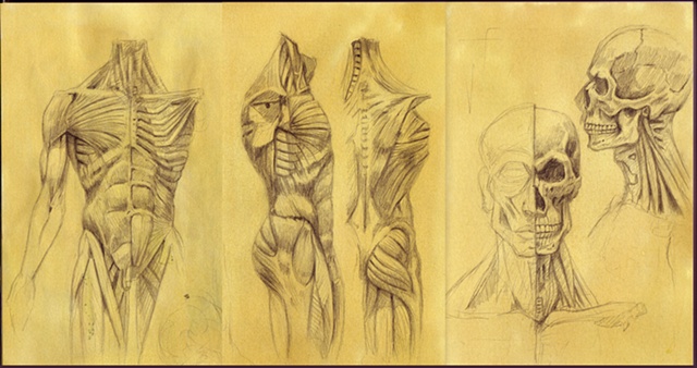 Anatomy