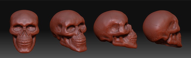 ZBrush Skull Study