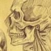 Anatomy