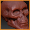 ZBrush Skull Study