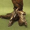 "Owl and Bat"