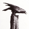 On Guard