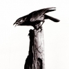 On Guard