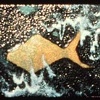 Frozen Fish