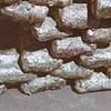Fish detail