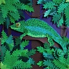 chameleon